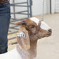 Weaver Leather Livestock Brahma Webb Goat  Brown