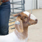 Weaver Leather Livestock Brahma Webb Goat  Brown